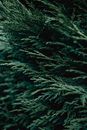 Twigs of cade plant in nature