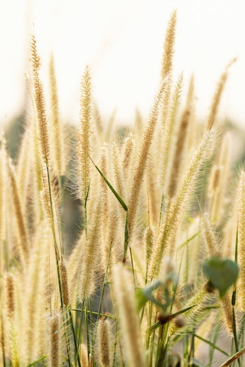 Free Fluffy tall plant spikes on field Stock Photo
