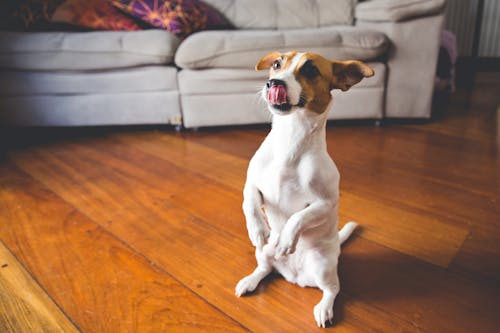 Dog Sitting on Floor in Living Room