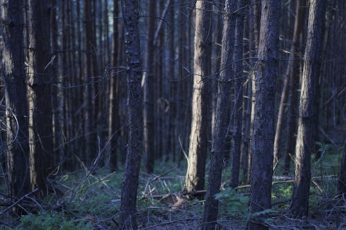 Immagine gratuita di alberi, foresta, leggero