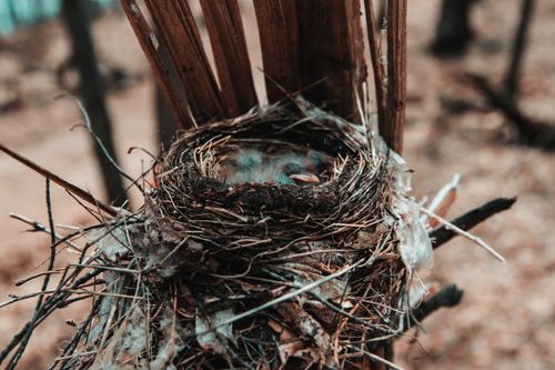 Free A detailed view of hatchlings resting in a nest on a tree in a forest setting. Stock Photo