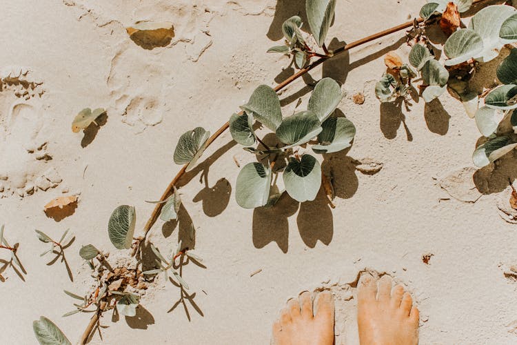 Crop Faceless Person Feet On Sandy Ground With Green Plant