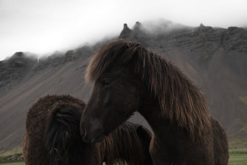 Kostnadsfri bild av berg, beta, bete