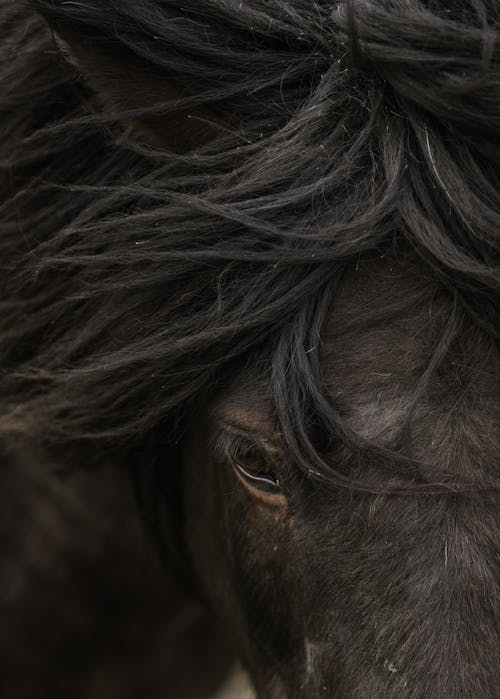Die Besten Pferde Bilder Aktuell 100 Kostenlos Pexels Stockfotos