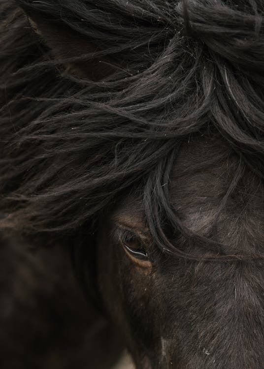 Crop Icelandic bay horse of black color