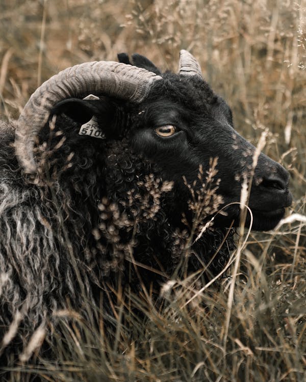 Black mouflon sheep with big curvy horns standing in tall dry grass in meadow