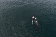 Aerial view of mighty whale swimming alone at surface of deep green sea waters