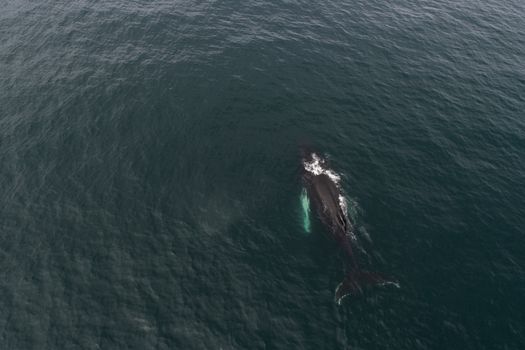 Aerial view of mighty whale swimming alone at surface of deep green sea waters