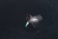 Amazing drone view of huge Humpback whale traveling in dark sea waters and spraying water over back