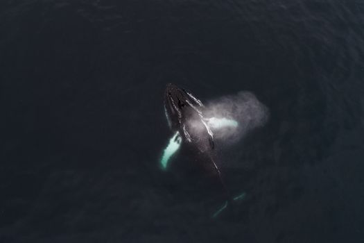 whale photo