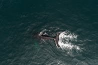 Aerial view of whale diving in ocean
