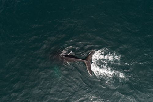 Free Shooting from height of majestic whale diving in dark ocean waters with only tail seen above surface Stock Photo