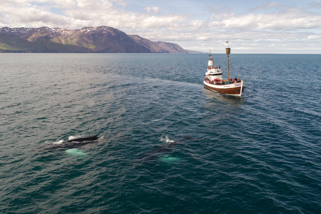 Free Tourist boat and whale in sea not far from shore Stock Photo