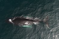 Aerial view of magnificent whale migrating to warmer waters in dark green peaceful ocean on sunny day