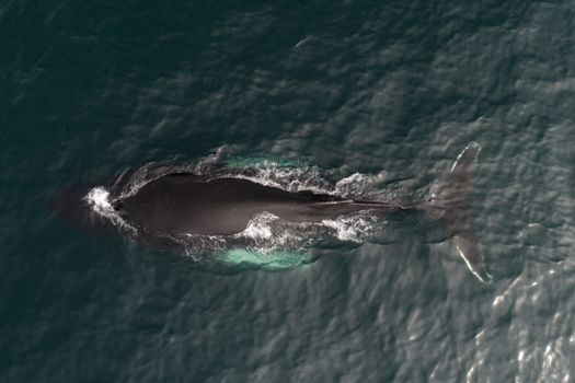 Aerial view of magnificent whale migrating to warmer waters in dark green peaceful ocean on sunny day