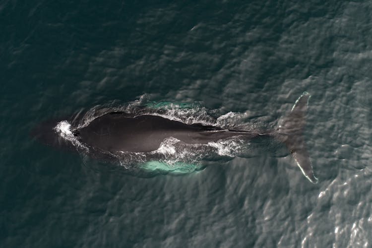 Amazing Drone View Of Black Whale Swimming In Calm Ocean