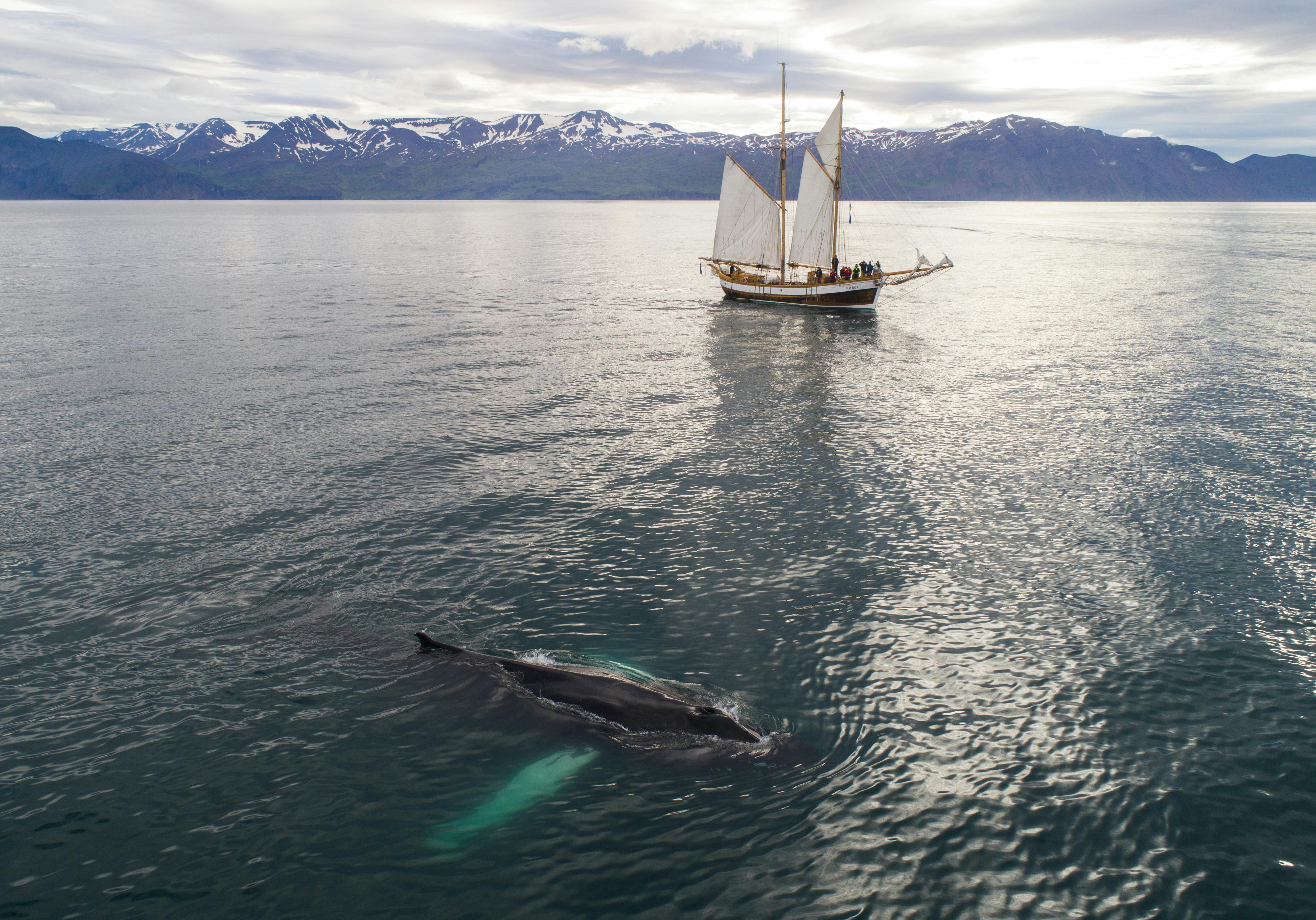 humpback whale and sailboat in sea against snowy mountains