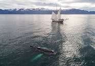 Humpback whale and sailboat in sea against snowy mountains