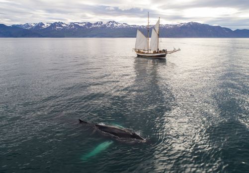whale photo