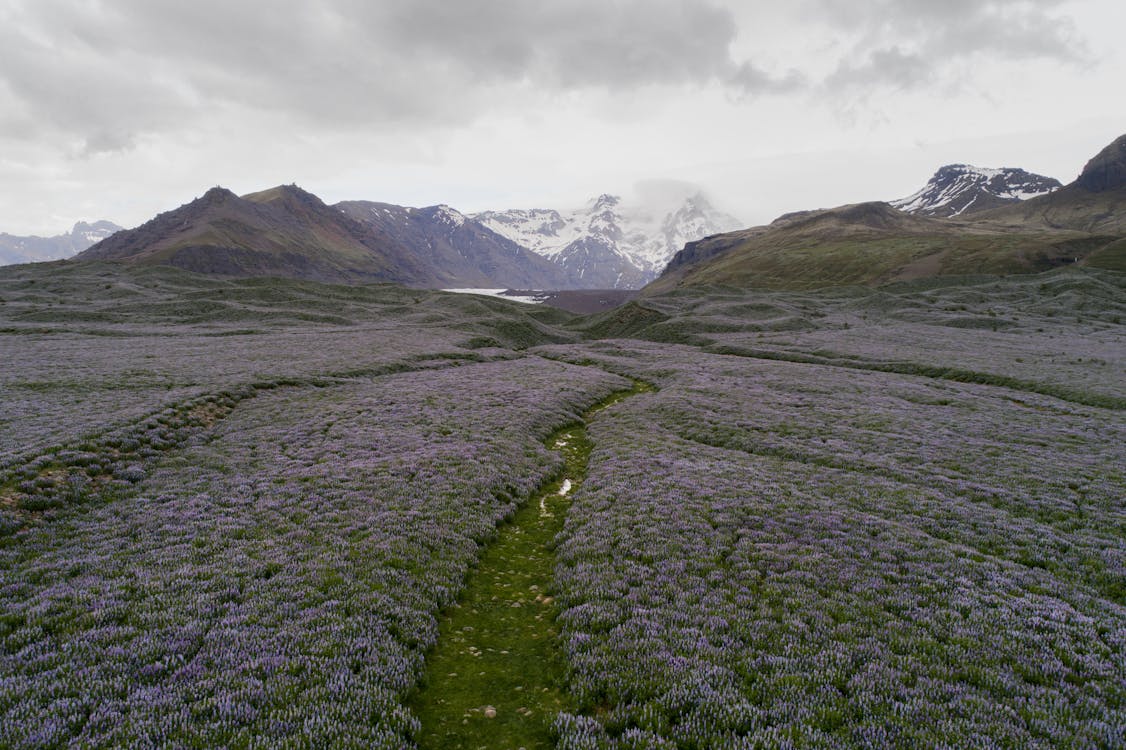 Free Picturesque aerial view of green valley and purple lupine flowers field among mountain range Stock Photo