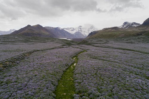 Picturesque aerial view of green valley and purple lupine flowers field among mountain range