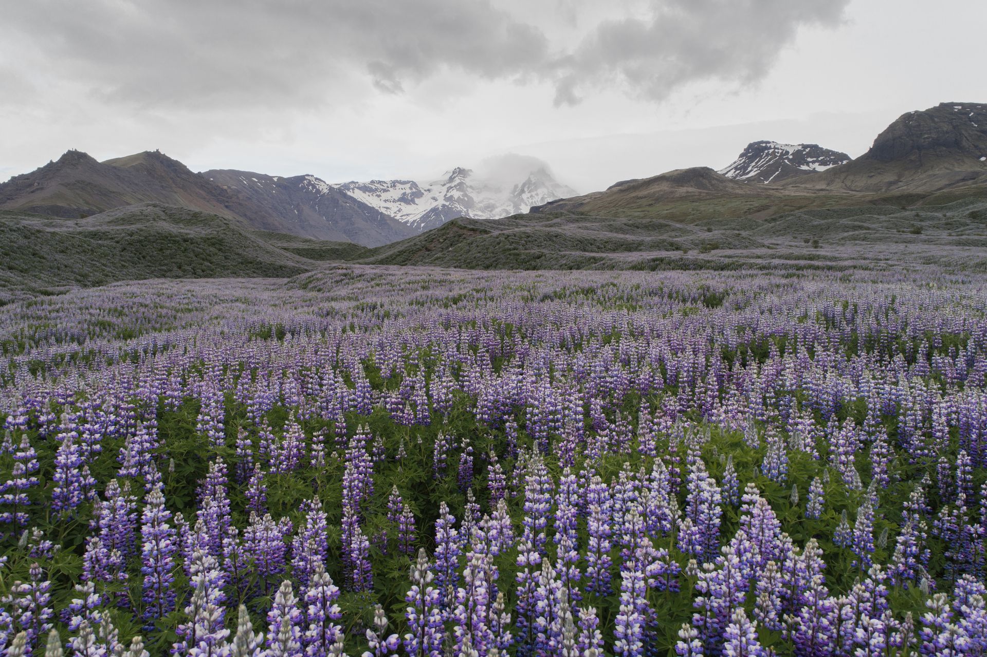 Field of wild vivid purple and violet lupine flowers growing on grassland among mountains on cloudy day