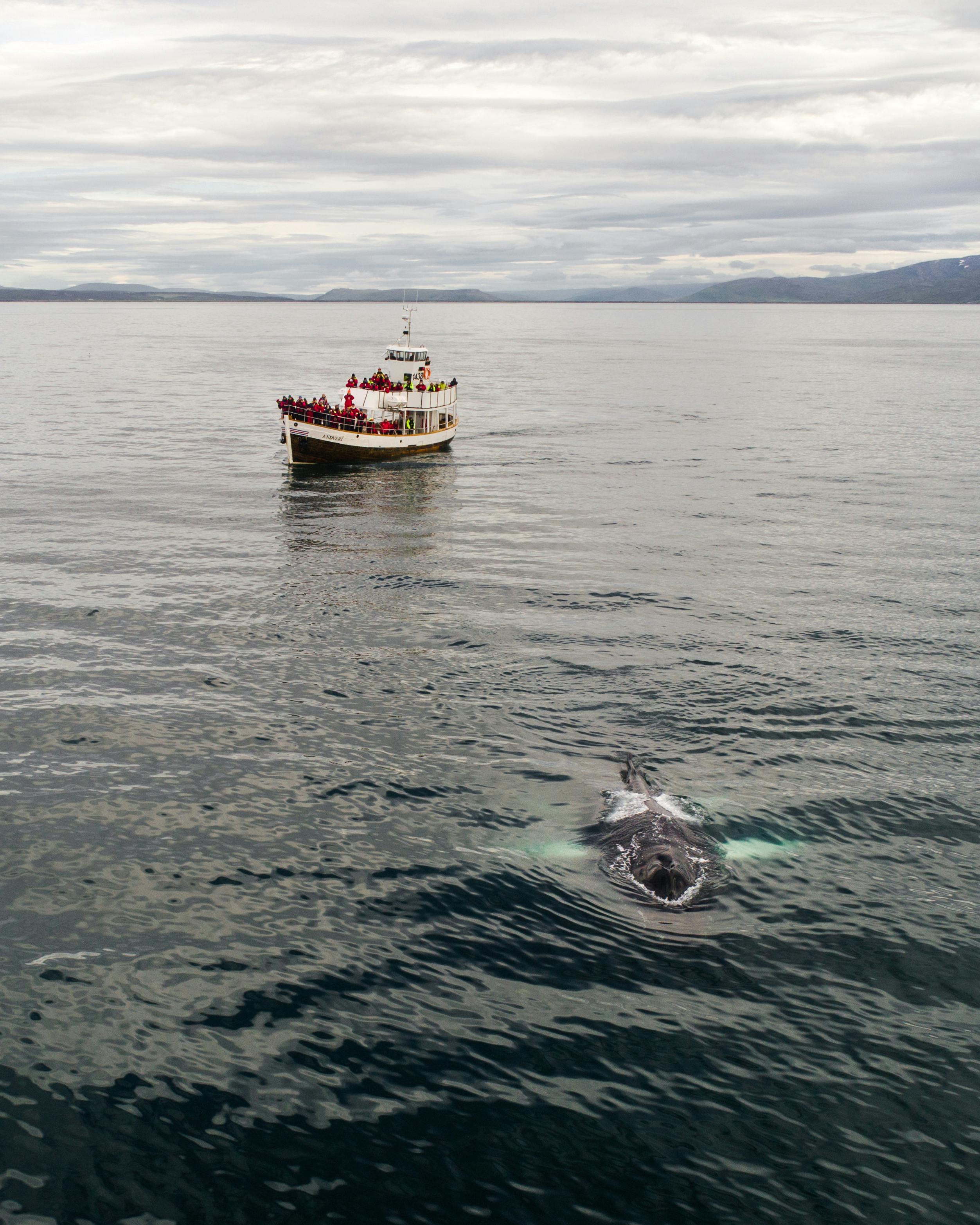 sailboat floating in sea near humpback whale