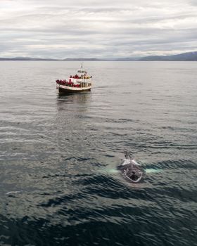 whale photo