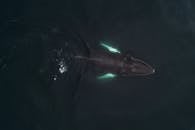 Humpback whale swimming in deep sea