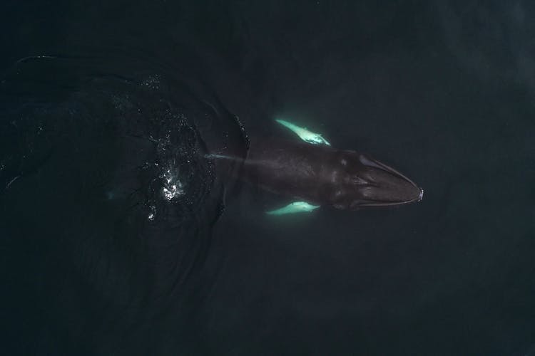 Humpback Whale Swimming In Deep Sea