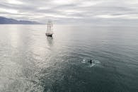 Ship with hoisted sails floating in sea near whale