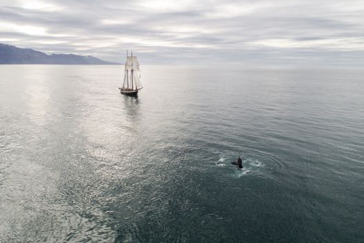 whale photo