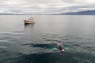 Humpback whale near boat in sea