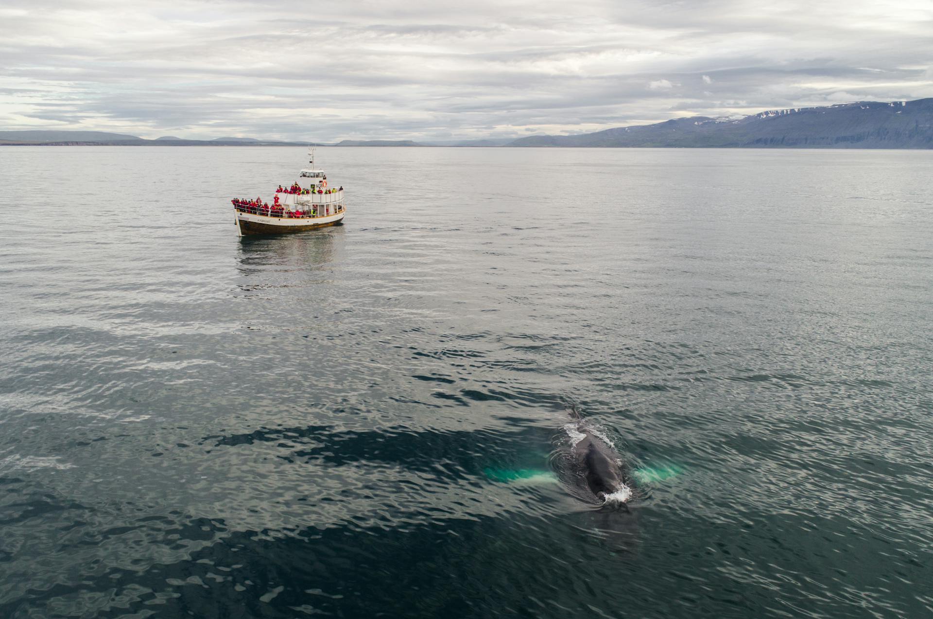 Traditional oak fishing boat with tourists floating in sea during whale watching tour in Iceland