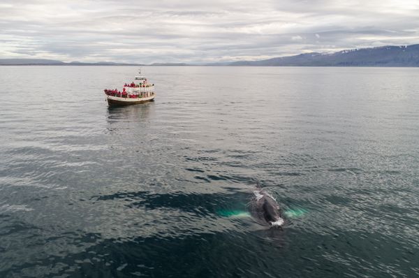 Whale surfacing beside a small boat on a calm bay — photo by ArtHouse Studio on Pexels