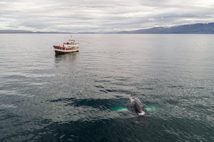 Humpback Whale Near Boat In Sea