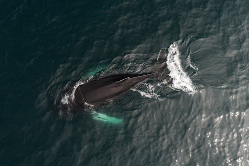 Free アクア, クジラ, クリアの無料の写真素材 Stock Photo