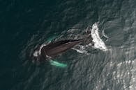 Beautiful large whale swimming on sea surface