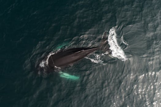 ¿Qué significa soñar con olas gigantes?