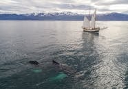 Huge humpback whale swimming in sea near excursion boat
