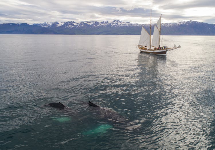 Huge Humpback Whale Swimming In Sea Near Excursion Boat