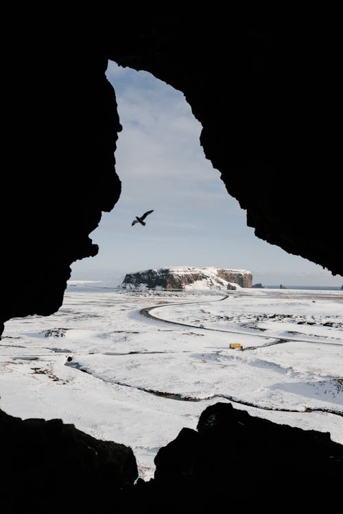 Bird flying over snowy terrain in Iceland