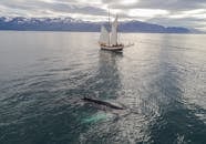 Sailing boat floating in sea near humpback whale