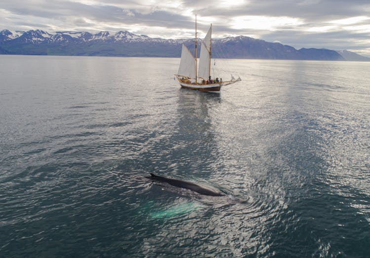 Sailing Boat Floating In Sea Near Humpback Whale