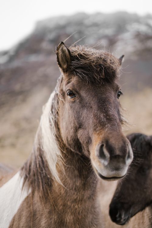 Free Calm horse of light brown color with clever black eyes and mane waving in wind against blurred mountainous background Stock Photo