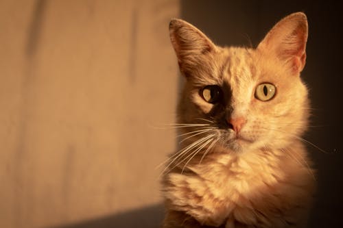 Kostenloses Stock Foto zu haustier, kätzchen, katze