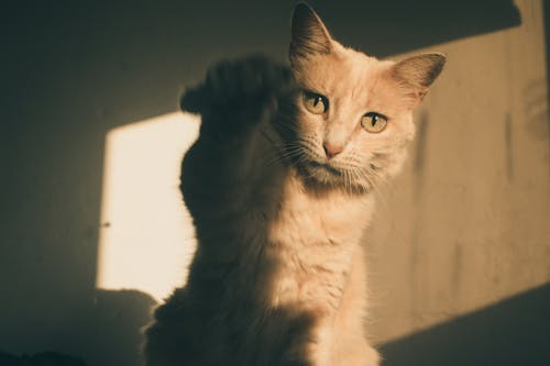 Kostenloses Stock Foto zu haustier, kätzchen, katze