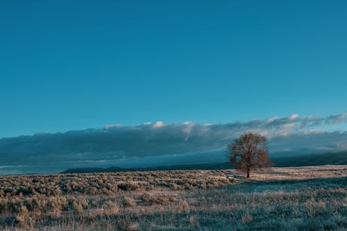 Endless plain landscape with single dry tree growing in grassy meadow against blue cloudy sky