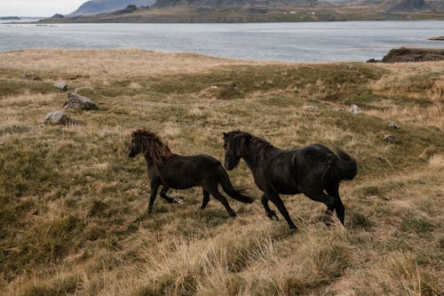 Gratis stockfoto met akkerland, avontuur, baai