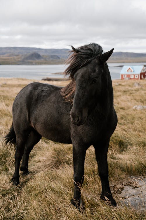 Black horse standing on dry grass in cloudy day in prairie near lake and house while pasturing alone